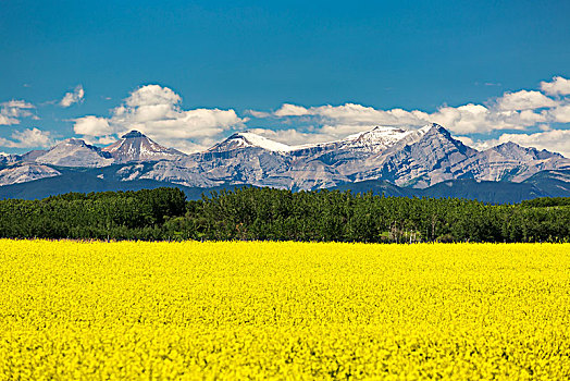 花,油菜地,框架,树,山脉,背景,蓝天,云,艾伯塔省,加拿大
