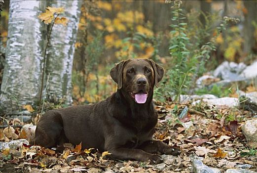 巧克力拉布拉多犬,狗,成年,肖像,倚靠,树林