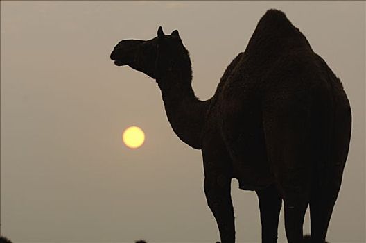 单峰骆驼,日落,普什卡,印度