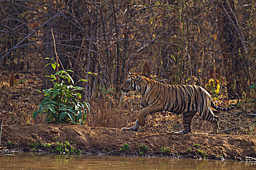 皇家,孟加拉虎,靠近,丛林,水塘,虎,自然保护区,印度