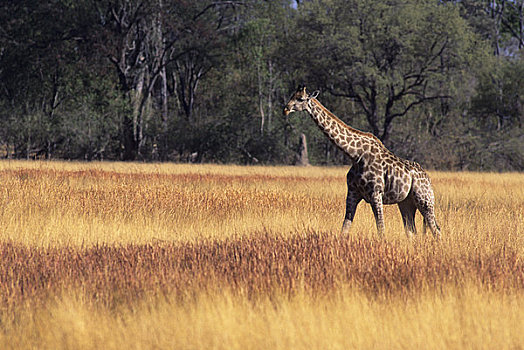 博茨瓦纳,奥卡万戈三角洲,莫瑞米,自然保护区,马赛长颈鹿,走