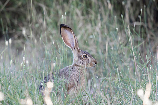 警惕,北美野兔,兔属,保护色