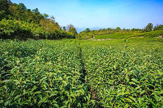 茶园,雪岭寺,绿茶