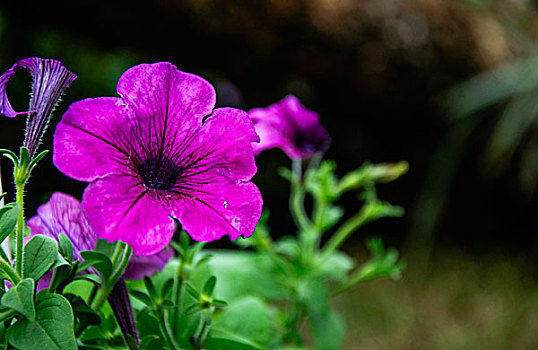 翠芦莉花近摄