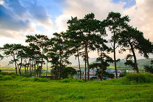 松树,山,草地