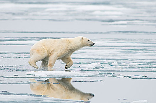 挪威,斯瓦尔巴群岛,斯匹次卑尔根岛,北极熊,成年,旅行,海冰,跳跃,浮冰,寻找,海豹