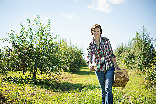 女人,格子衬衫,挑选,苹果,果园,农场,柳条篮