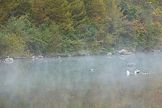 湖,水面,雾气,蒸腾,白雾,水蒸气,缥缈,仙境,灵性,家禽,鸭子,鹅,游动,自在,安静,自然,风光