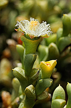 花,番杏科,格格普自然保护区,纳马夸兰,南非,非洲
