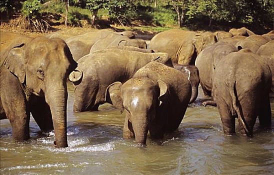 斯里兰卡,大象,河,动物收容院,靠近,糖果