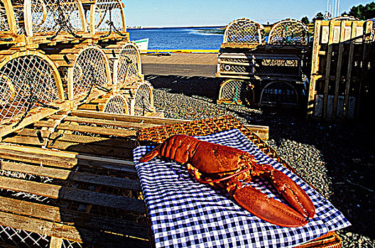 烹饪,龙虾,捕虾器,大西洋省