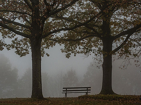 两个,树,平和,安静,雾,秋天,巴登巴登,德国,欧洲