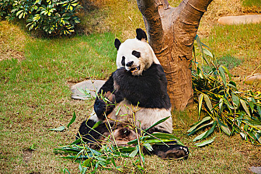 大熊猫,海洋公园,香港