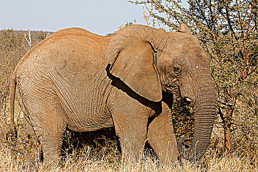 南非,西北省,禁猎区,旅游,非洲象