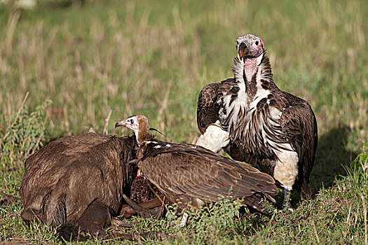 肉垂秃鹫,成年,兜帽,秃鹰,不成熟,喂食,腐食,蓝角马,畜体,塞伦盖蒂国家公园,坦桑尼亚,非洲