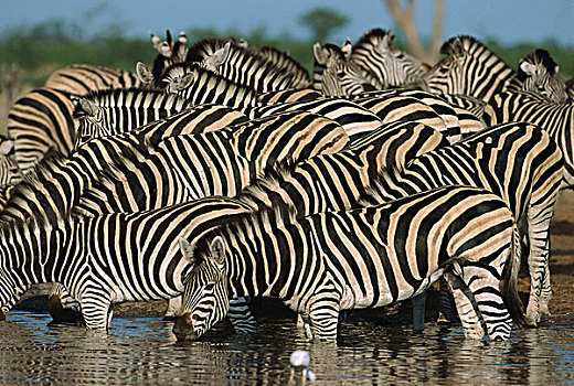 斑马,群,喝,乔贝国家公园,博茨瓦纳