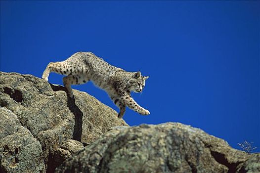 美国山猫,短尾猫,跳跃,石头,北美