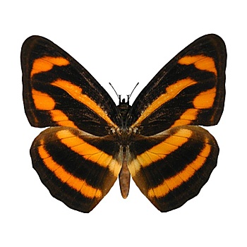 缅甸,蝴蝶