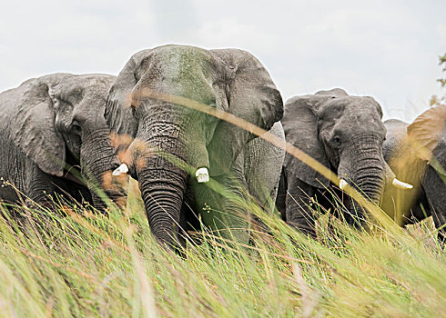 大象,高草,奥卡万戈三角洲,博茨瓦纳