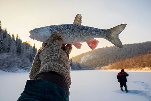 风景,钓鱼,积雪,冰冻,湖,握着,向上,抓住,鱼肉,特写