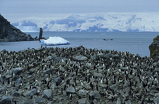 南极,大象,岛屿,帽带企鹅,生物群