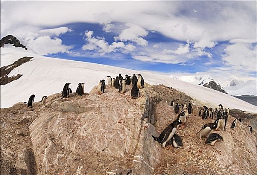 巴布亚企鹅,生物群,山脊,南极