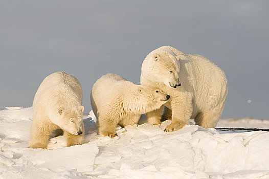 女性,北极熊,一对,幼兽,走,冰冻,向上,区域,北极圈,国家野生动植物保护区,阿拉斯加