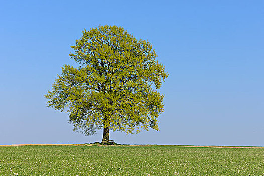 橡树,栎属,巴伐利亚,德国