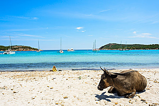母牛,躺着,海滩,博尼法乔,科西嘉岛,法国
