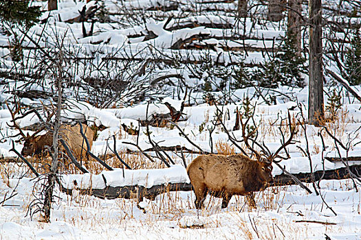 公麋鹿,进食,冬天,黄石国家公园