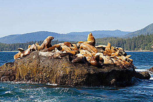 加拿大,环太平洋国家公园,自然保护区,西海岸小径,海狮,北部海,狮子,北海狮