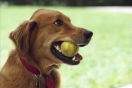金毛猎犬,狗,网球