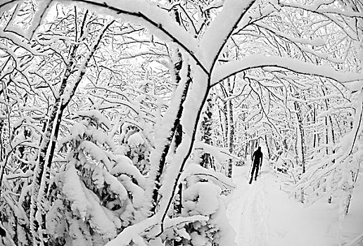 一个,男人,滑雪,旅游,积雪,硬木,边远地区,佛蒙特州,美国