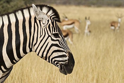 平原斑马,马,斑马,白氏斑马,跳羚,羚羊,埃托沙国家公园,纳米比亚,非洲