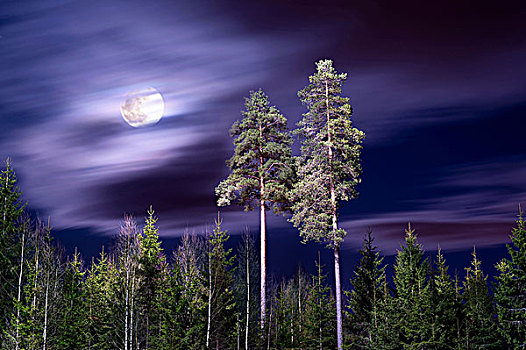 树林,月光
