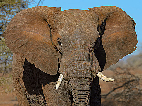 非洲象,幼兽,雄性动物,禁猎区,南非,非洲