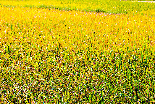 南方秋天渐渐成熟的水稻