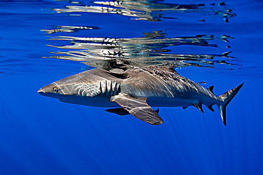 灰礁鲨,黑尾真鲨,靠近,父亲,礁石,巴布亚新几内亚,水下