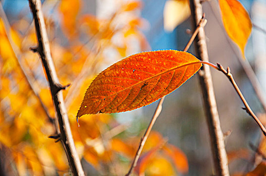 深秋时色彩鲜艳的一片树叶
