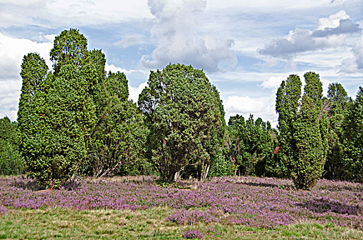 石南,风景,下萨克森,德国