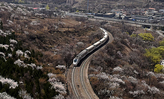 一列火车从北京居庸关长城脚下的花海中驶过