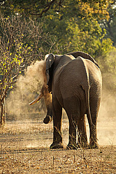 公象,非洲象,灰尘,浴室,后视图,国家公园,津巴布韦
