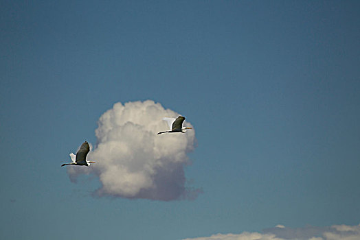 两个,大白鹭,飞,蓝天,云,蒙古