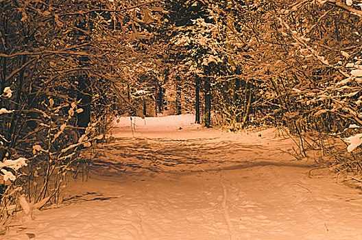 大雪,道路,树林,夜景,路灯柱,光亮