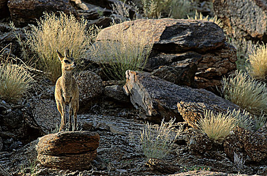 山羚,奥格拉比斯瀑布国家公园,南非,非洲