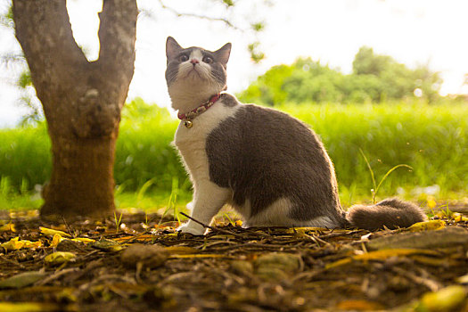 夕阳树丛下的猫咪