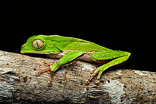 马瑙斯,树蛙,亚马逊雨林,国家公园,厄瓜多尔,南美