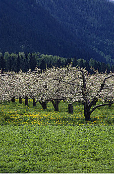 苹果园,弗农,不列颠哥伦比亚省,加拿大