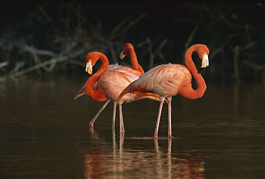 大红鹳,火烈鸟,三个,涉水,浅水,生物保护区,墨西哥
