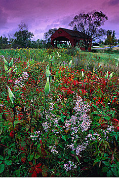 野花,风雨桥,加蒂诺公园,魁北克,加拿大